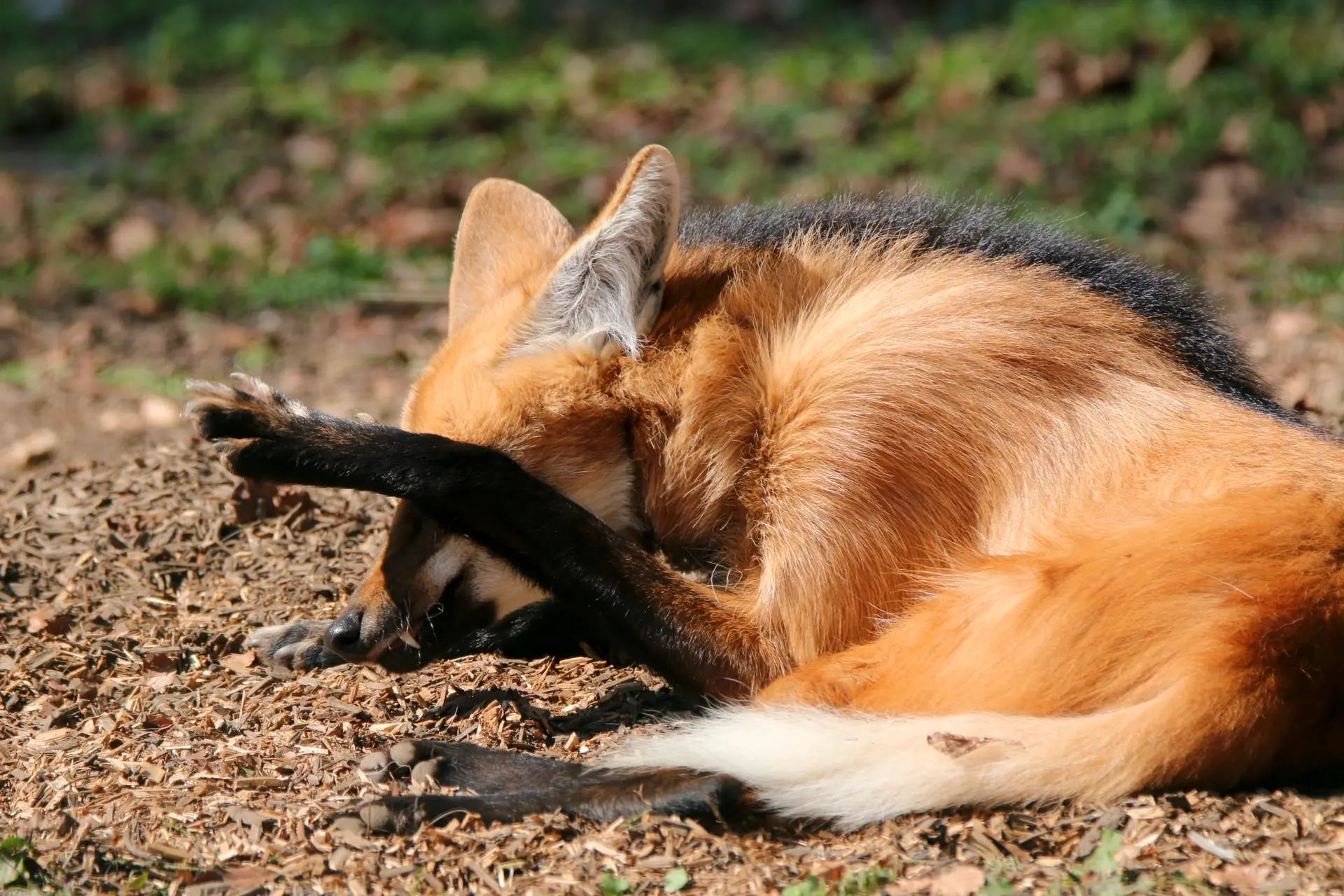 A maned wolf with a very long leg brushing over their face as if hiding from the camera. A maned wolf with a very long leg brushing over their face as if hiding from the camera.